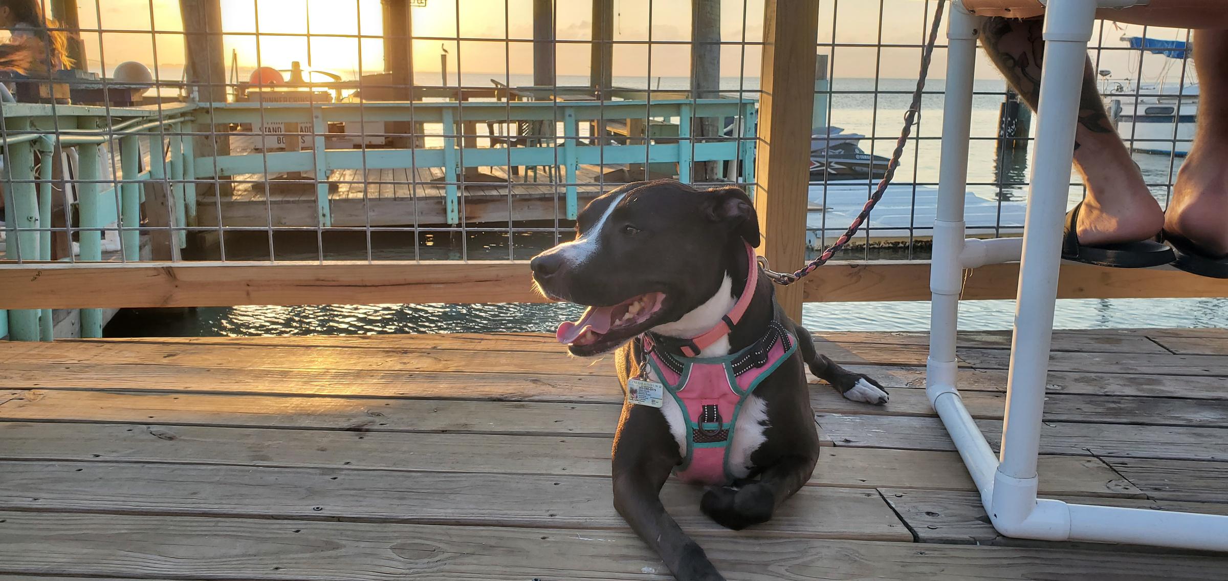 Pet Friendly Tequila Sunset Bar & Grill