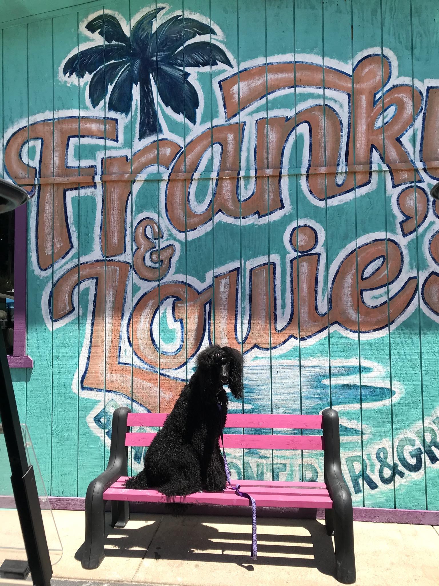 Pet Friendly Franky & Louie's Beachfront Bar & Grill