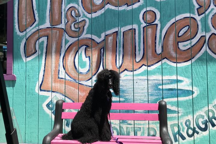 Pet Friendly Franky & Louie's Beachfront Bar & Grill