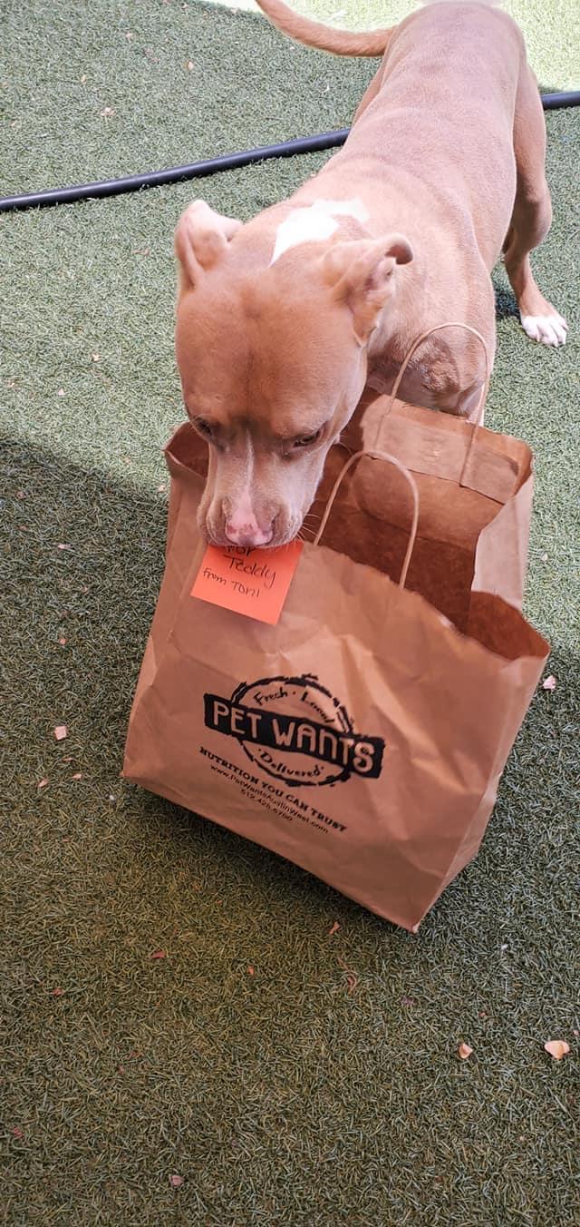 Pet Wants Austin West