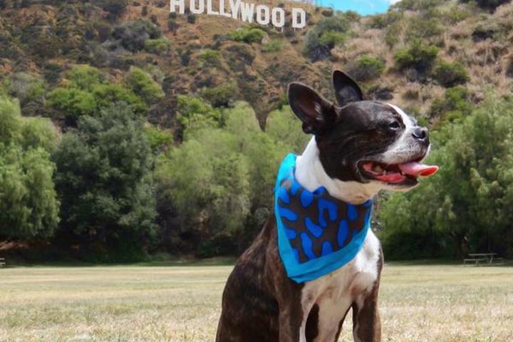 Dog friendly movie locations include the famous Hollywood Sign.