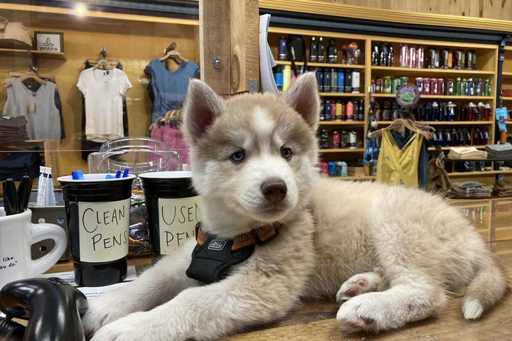 Pet Friendly Mountainman Outdoor Supply Company