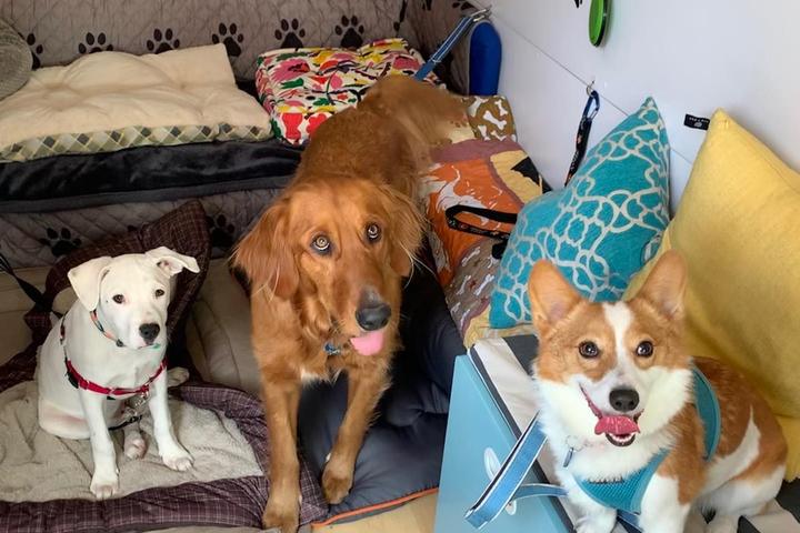 Pet Friendly Surf's Pup Doggie Lounge