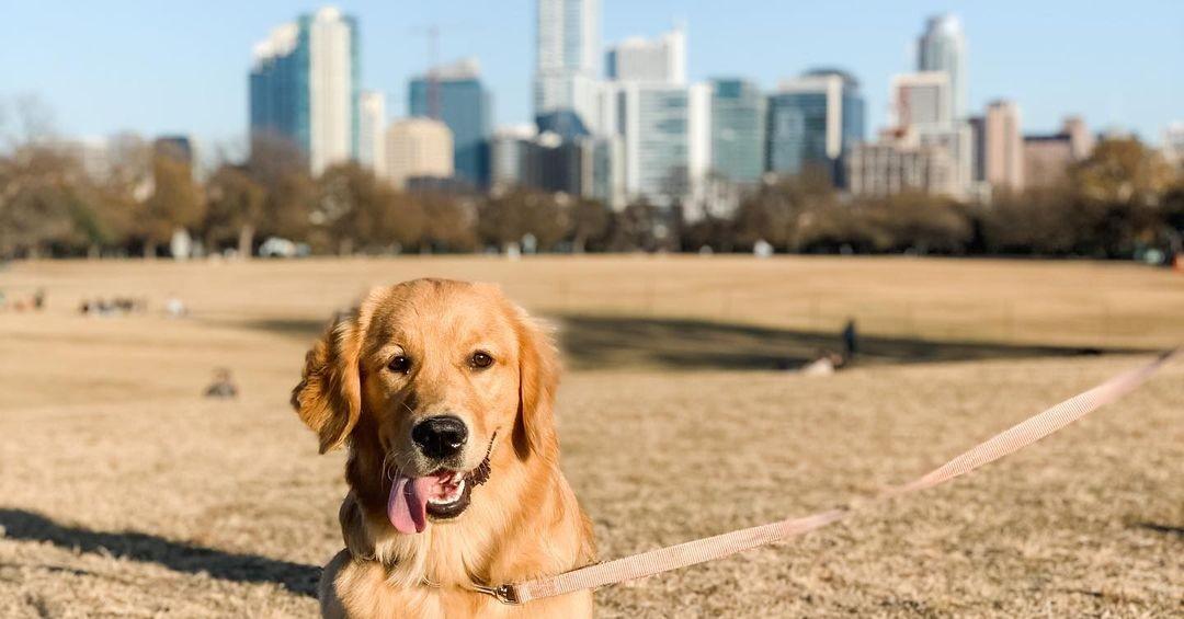 the-top-10-pet-friendly-cities-to-move-to-in-2021-bringfido