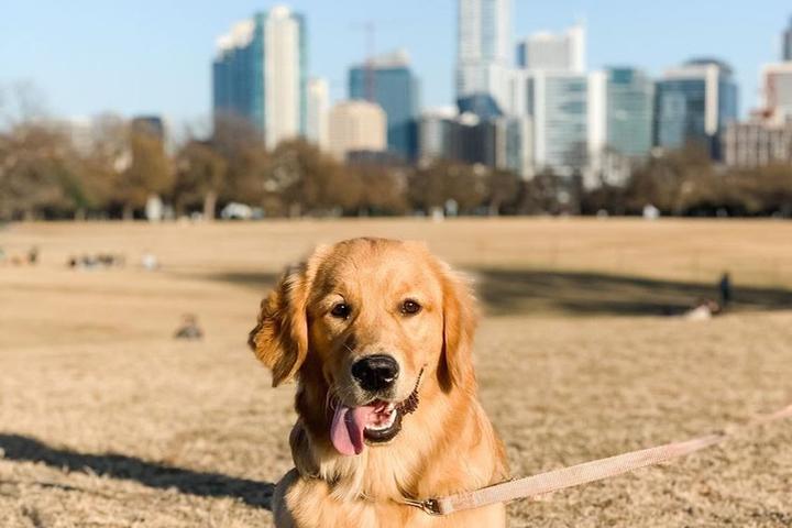 The Top 10 Pet-Friendly Cities to Move to in 2021