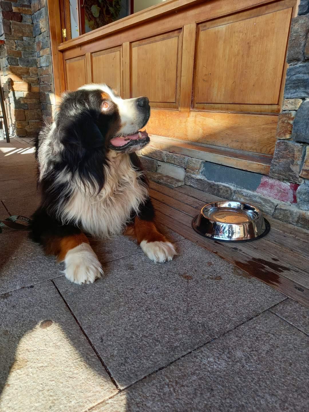 the pet center lower hutt