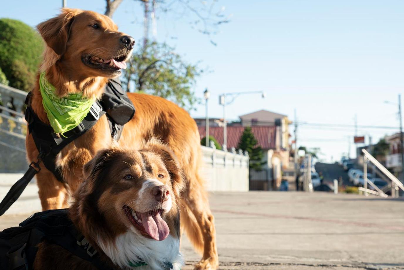 Amazon Prime Video "The Pack" Competition Series