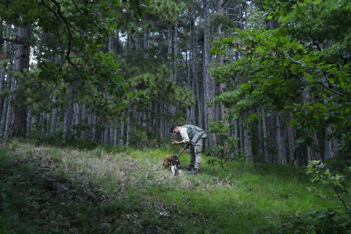 Truffle Hunting Has Gone to the Dogs Truffle Hunting Has Gone to the Dogs