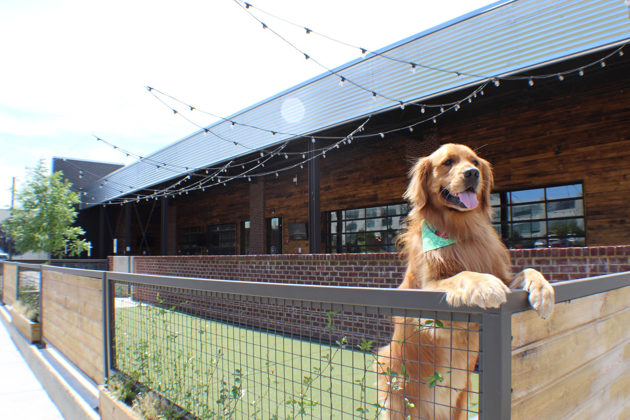 Pet Friendly Tommie's Patio at River City Roll