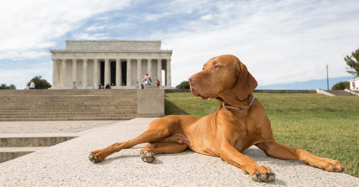 The Most “Pawtriotic” Cities to Visit With Fido