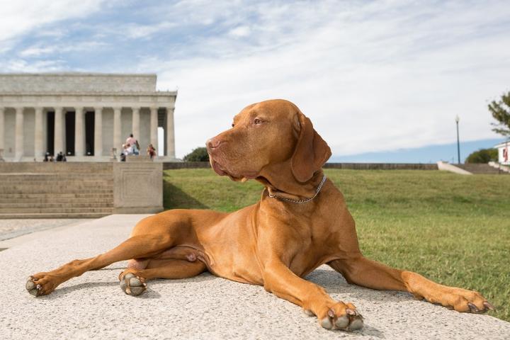 9 “Paw-triotic” Cities to Visit With Fido