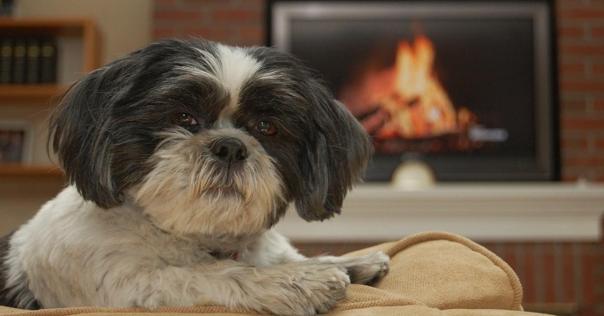 Vacation Rentals With Fireplaces for Toasty Tails