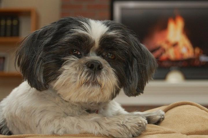 Vacation Rentals With Fireplaces for Toasty Tails