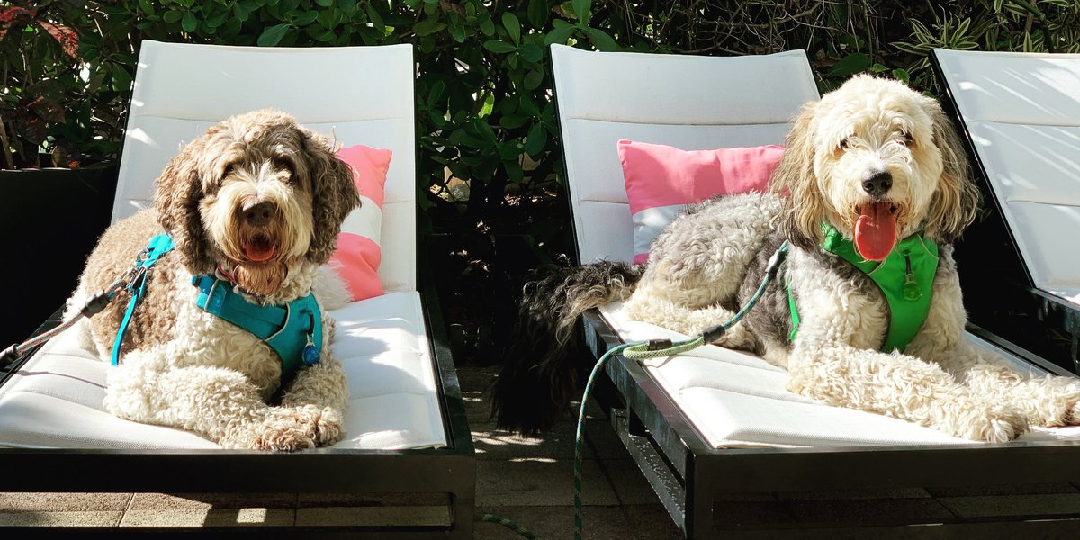 BringFido’s Ruff Guide to Florida