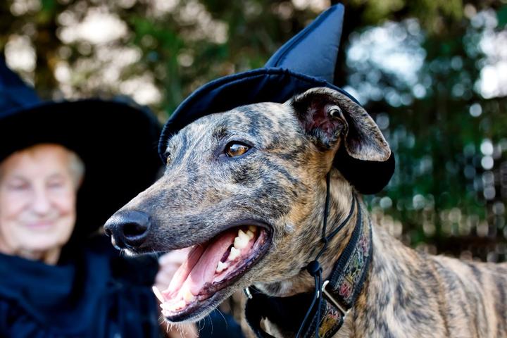 Spooky Dog-Friendly Towns