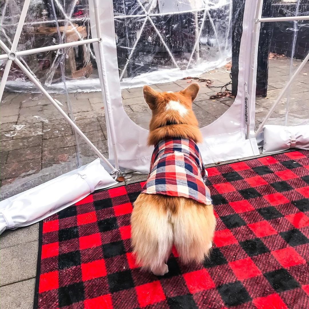 Dog-Friendly Igloo at Timber Kitchen & Bar A dog enjoys the pet-friendly igloo at Timber Kitchen & Bar