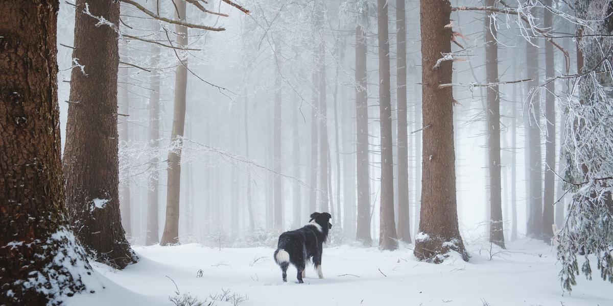 Dog friendly sale winter hikes