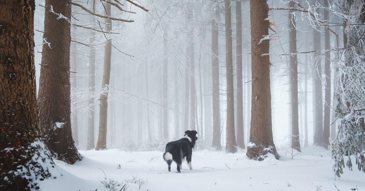 10 Winter Hikes for You and Your All-Weather Dog