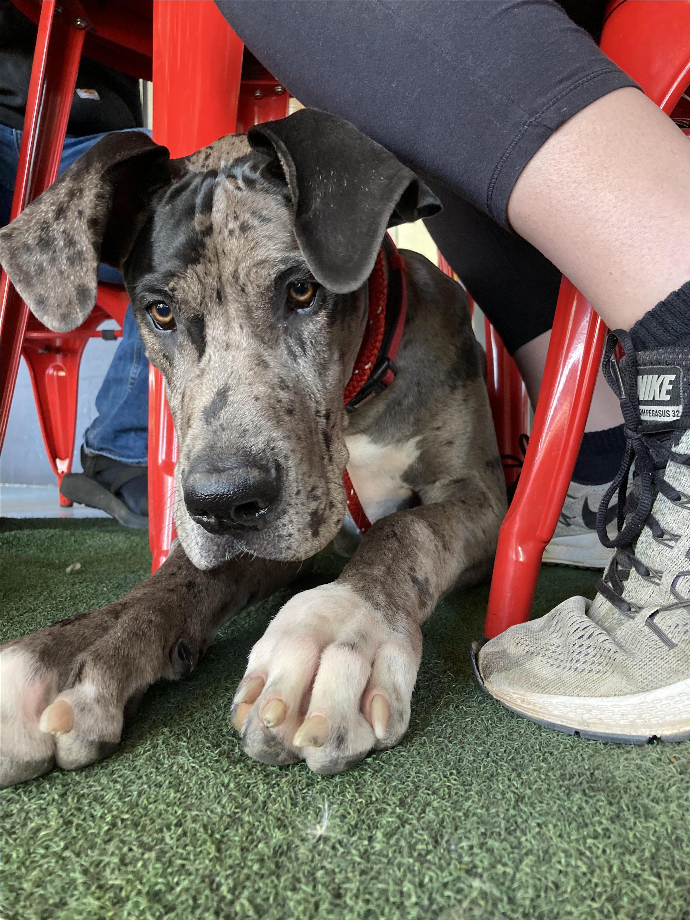 Pet Friendly Makers & Finders Coffee