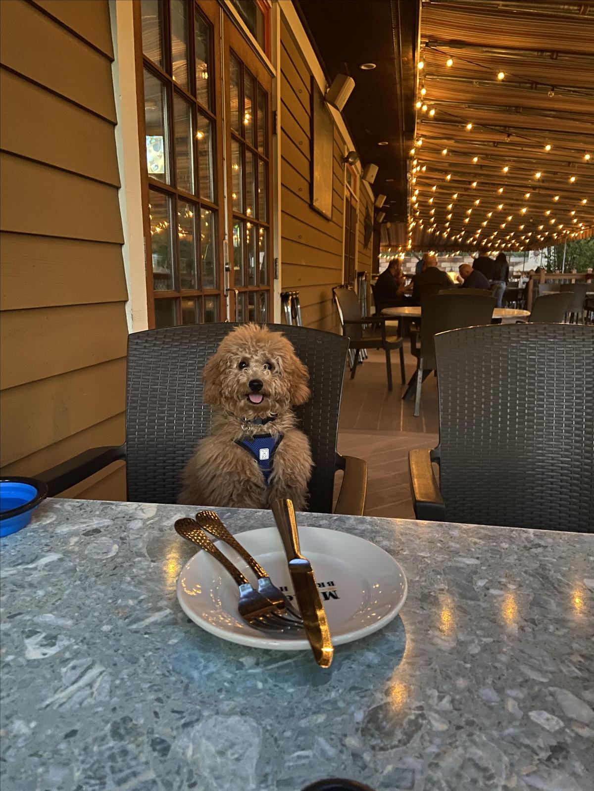 McKenzie Brew House Chadds Ford Is Pet Friendly