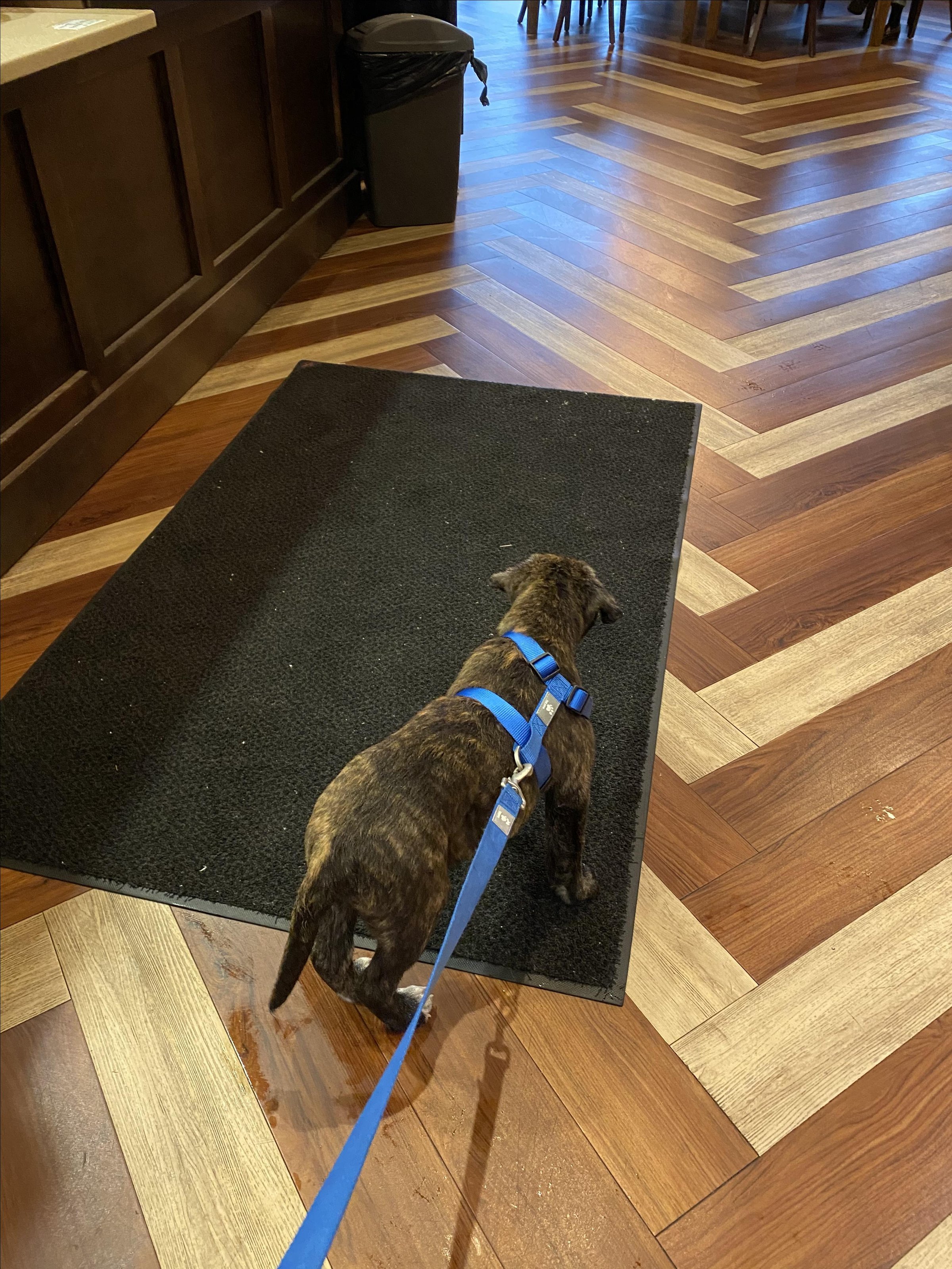 Pet Friendly Tastefully Roasted Coffee