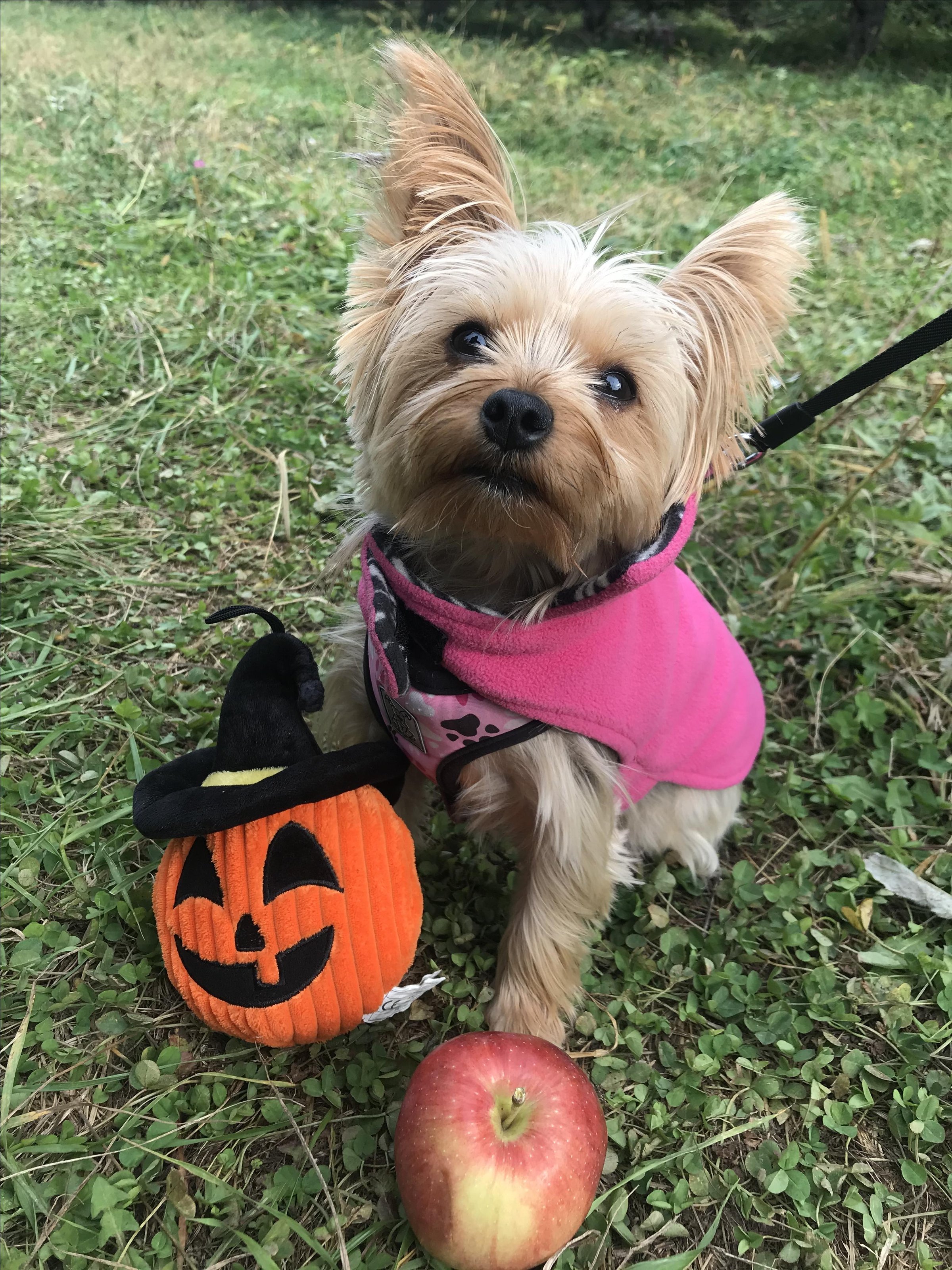 Pet Friendly Masker Orchards