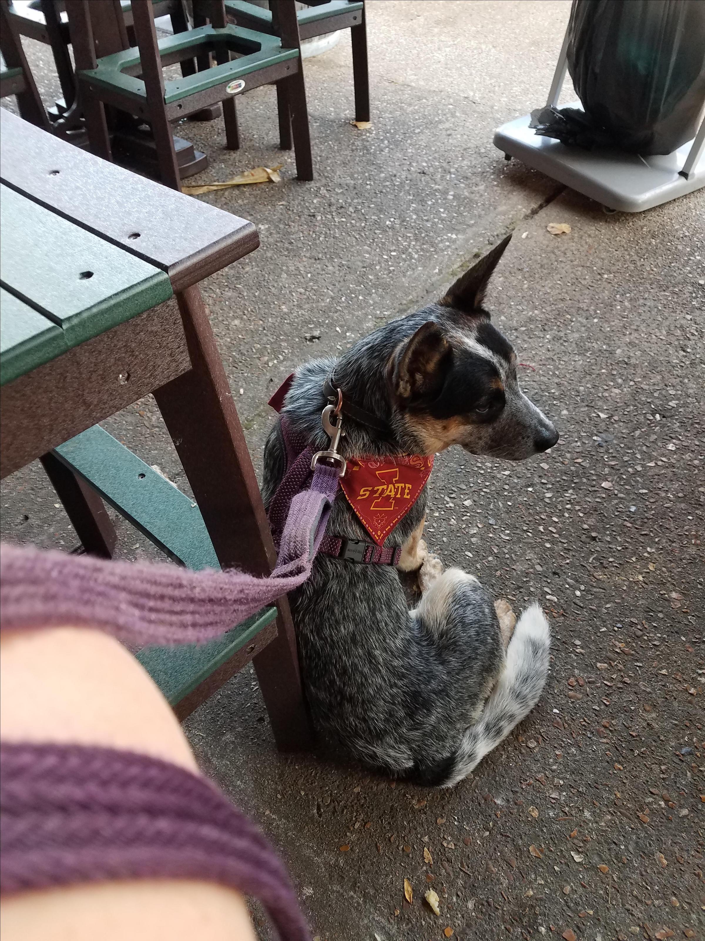Pet Friendly Hermann Wurst Haus
