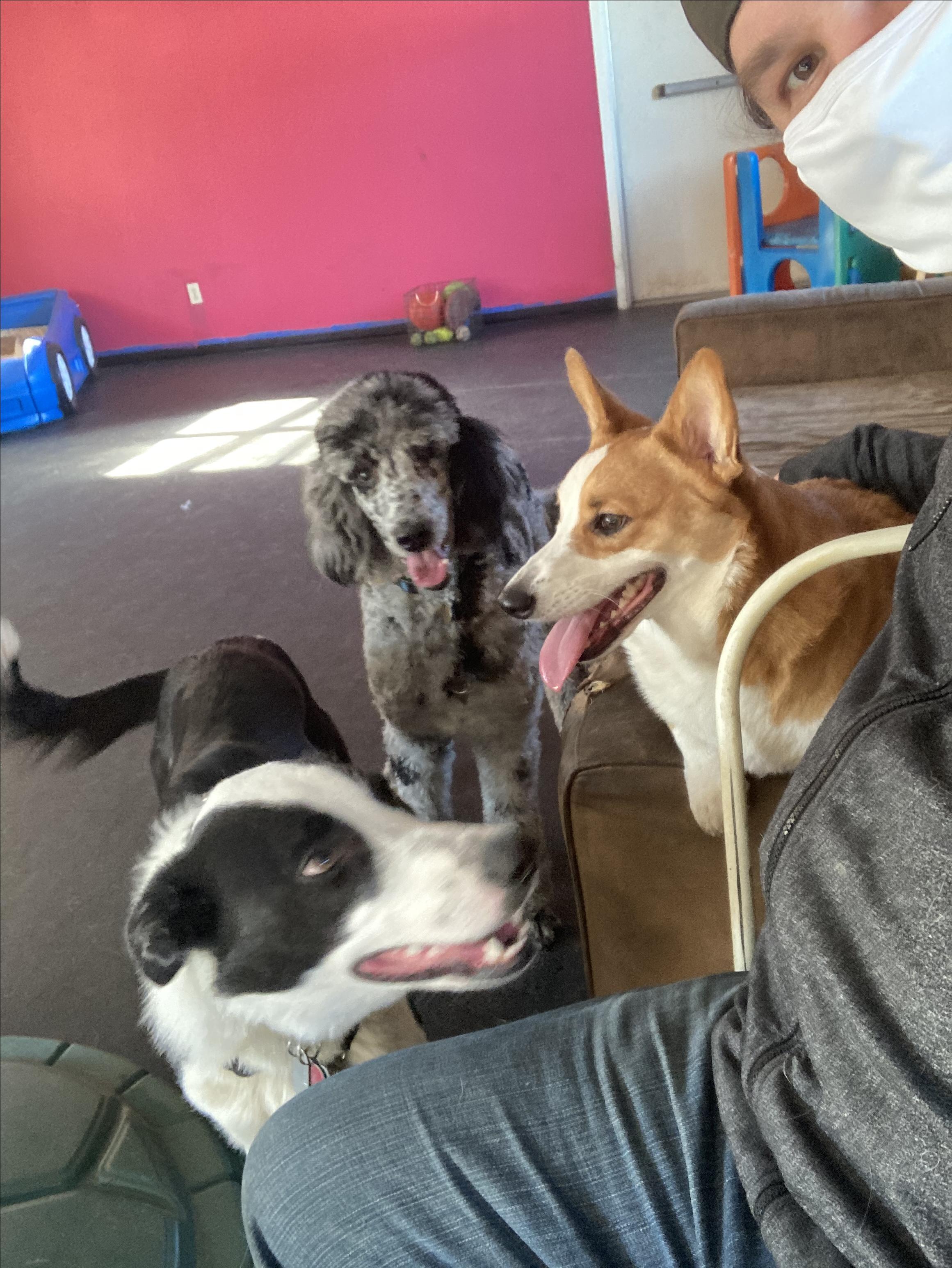 Pet Friendly Good Dog Training Services