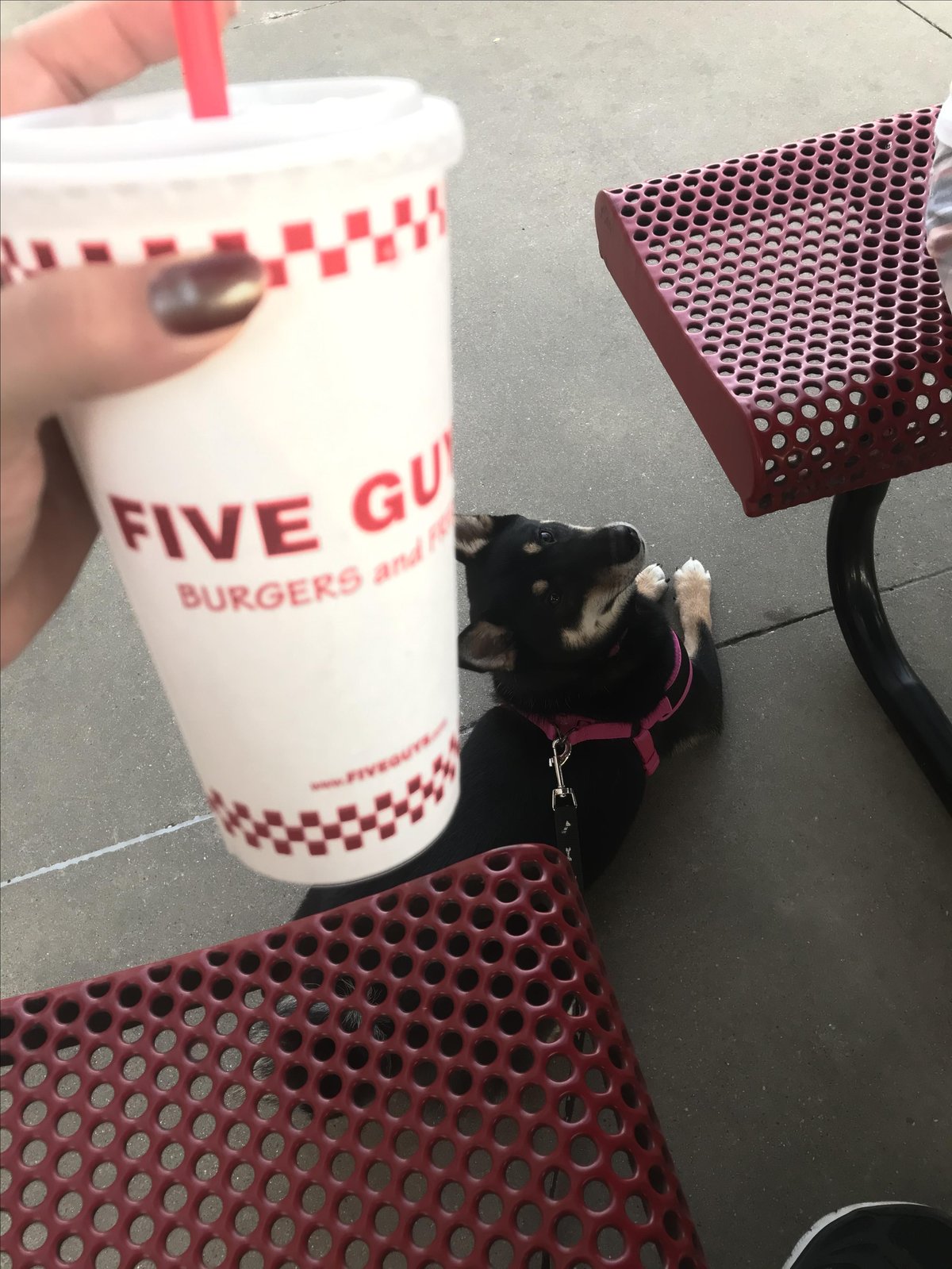 Picture of a dog at Five Guys, a dog-friendly fast food restaurant in Mesa.