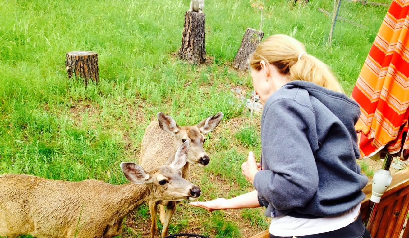 Little Cabin in the Woods Pet Policy