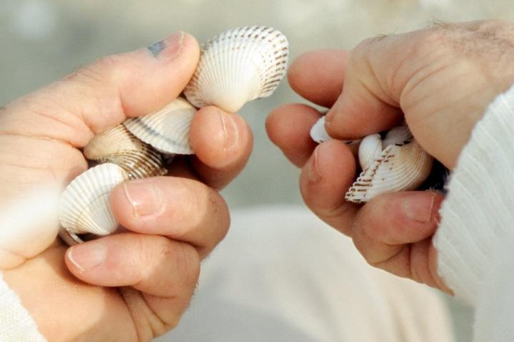 Pet Friendly Shell Hunting on the Atlantic Shore