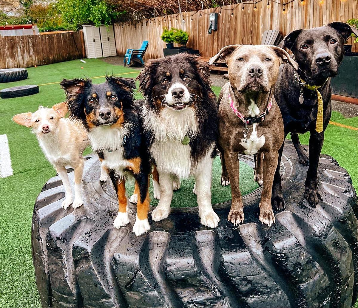 Dogwood indoor dog park 2025