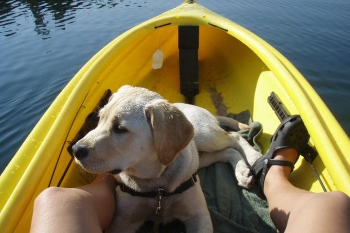 Pet Friendly Tahoe City Kayak