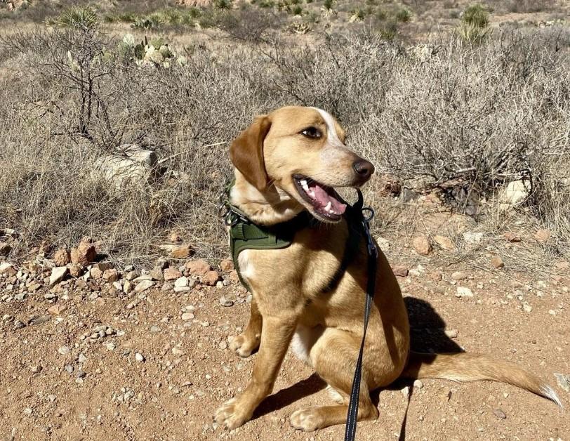 Pet Friendly Franklin Mountains State Park