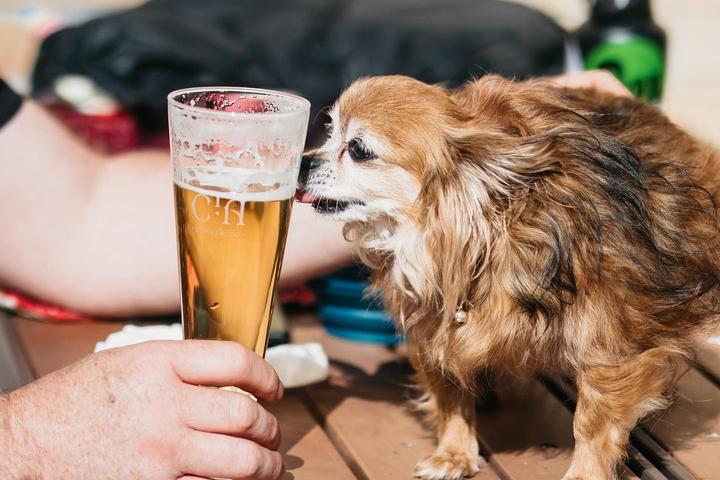 Pet Friendly Call to Arms Brewing Company