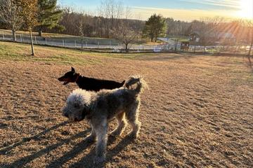 A Dog Park near Me: Discover the Best Local Spots for Pups