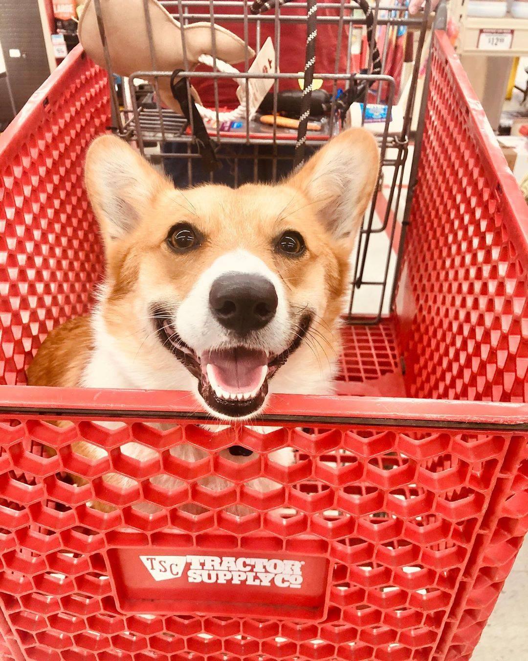 duluth trading dog crate