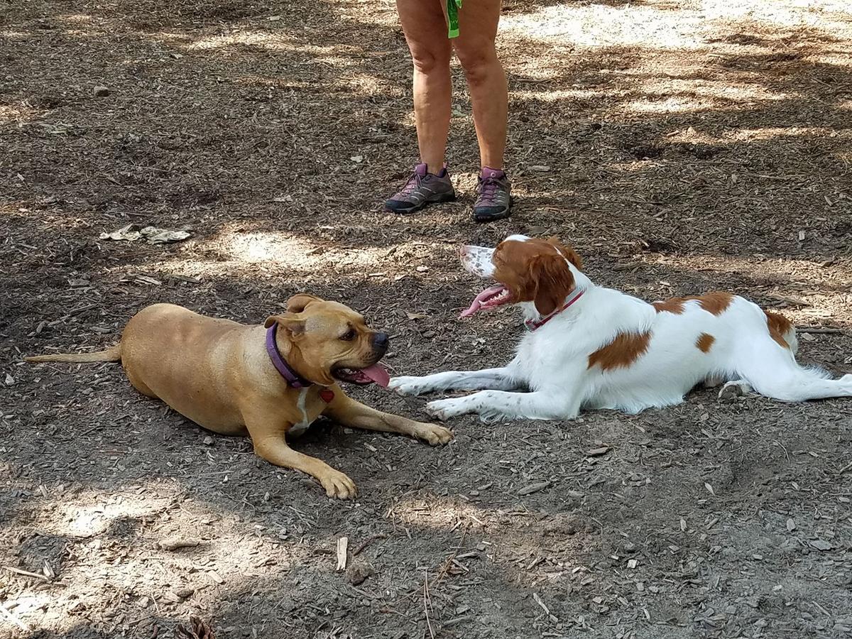 MHS Pooch Park In The Pines