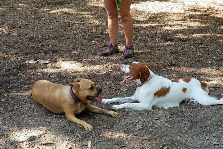 Pet Friendly MHS Pooch Park In The Pines
