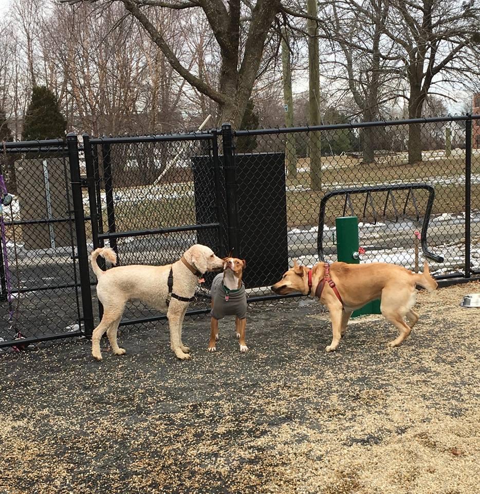 Pet Friendly Medford Dog Park