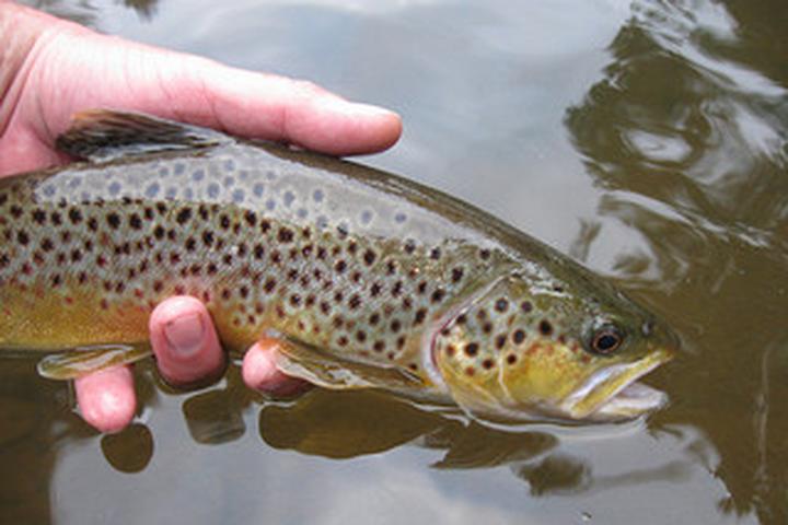 Pet Friendly Youghiogheny River Catch and Release Trout Fishing Area