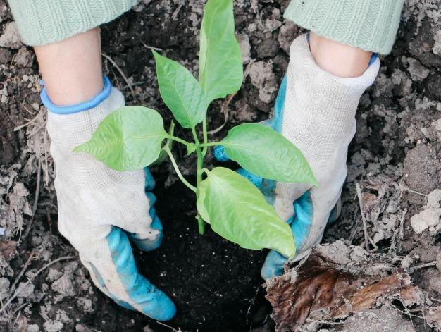 Pet Friendly Plant Seeds and Earn Your Green Thumb in a Garden