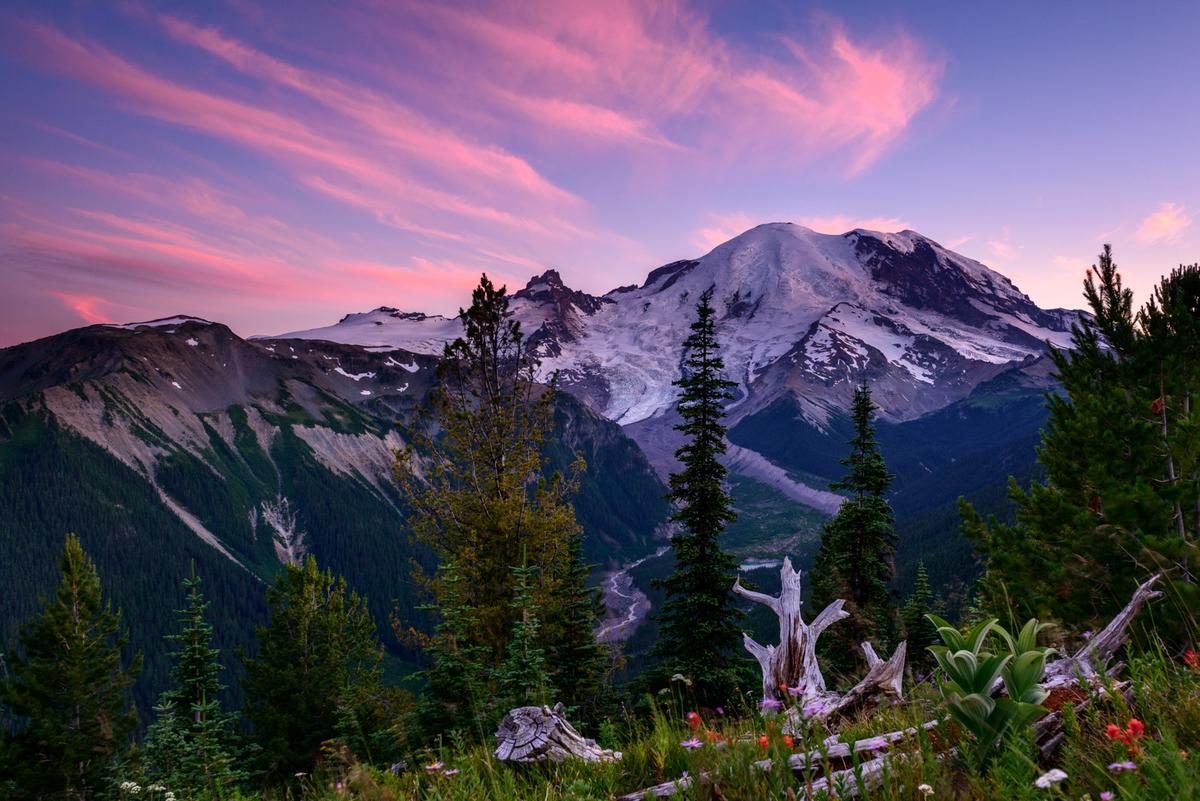 are dogs allowed in mount rainier national park