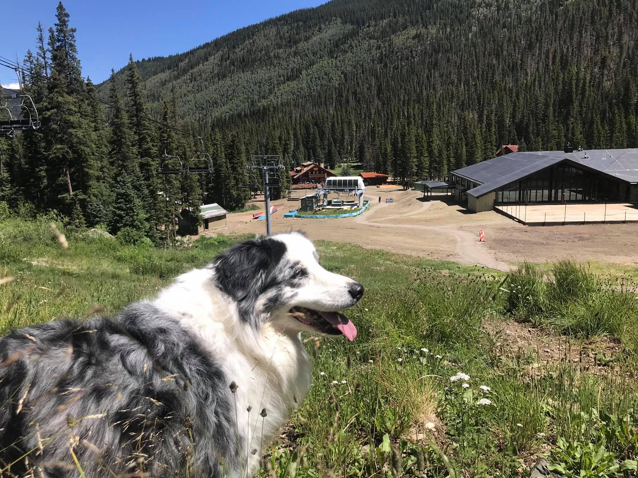Pet Friendly Enchanted Circle Scenic Byway