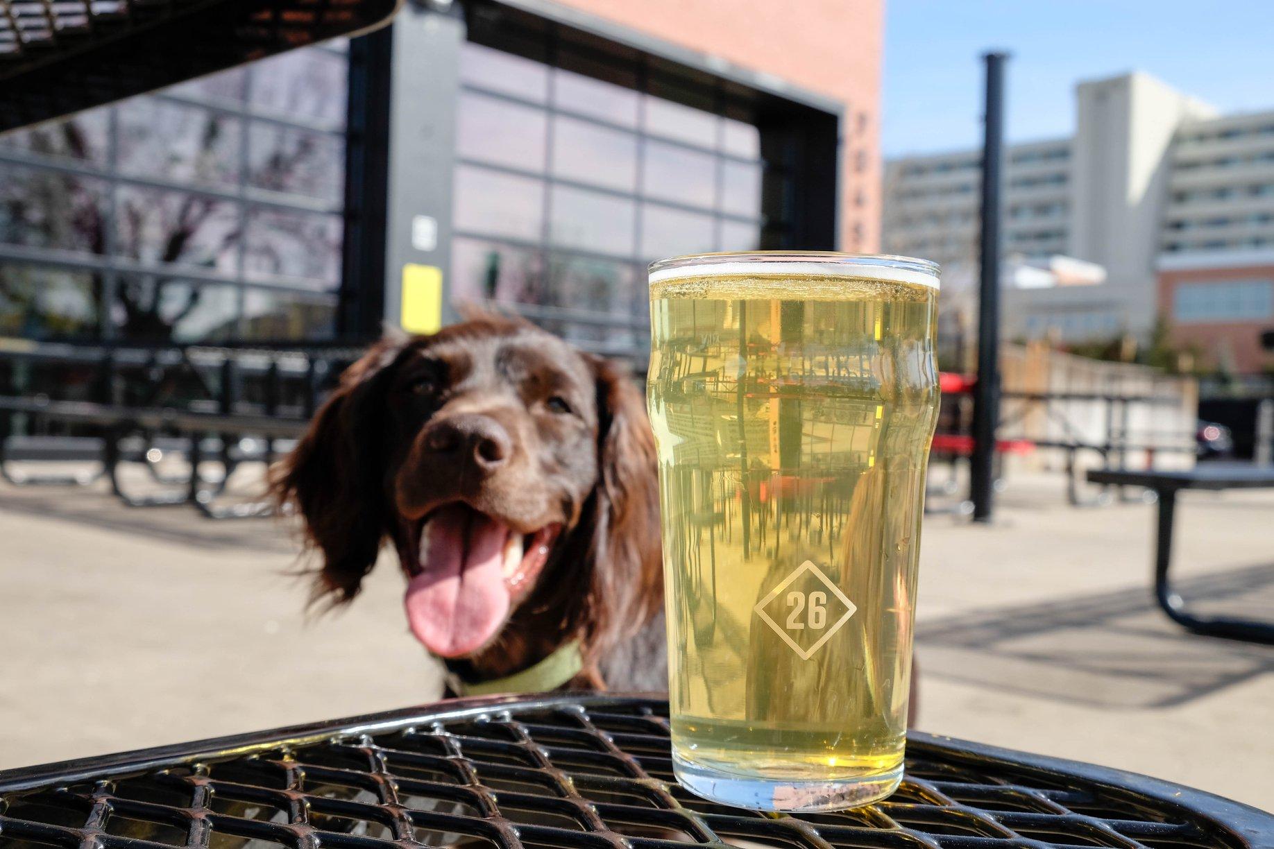Pet Friendly Station 26 Brewing Company