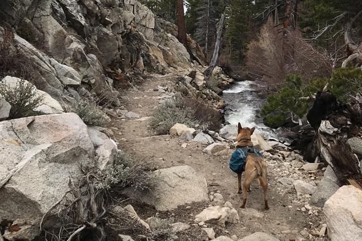 Pet Friendly Inyo National Forest