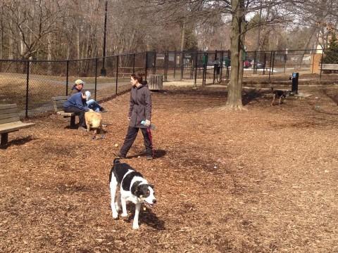 Pet Friendly Dr. Bruce Morley Dog Playground