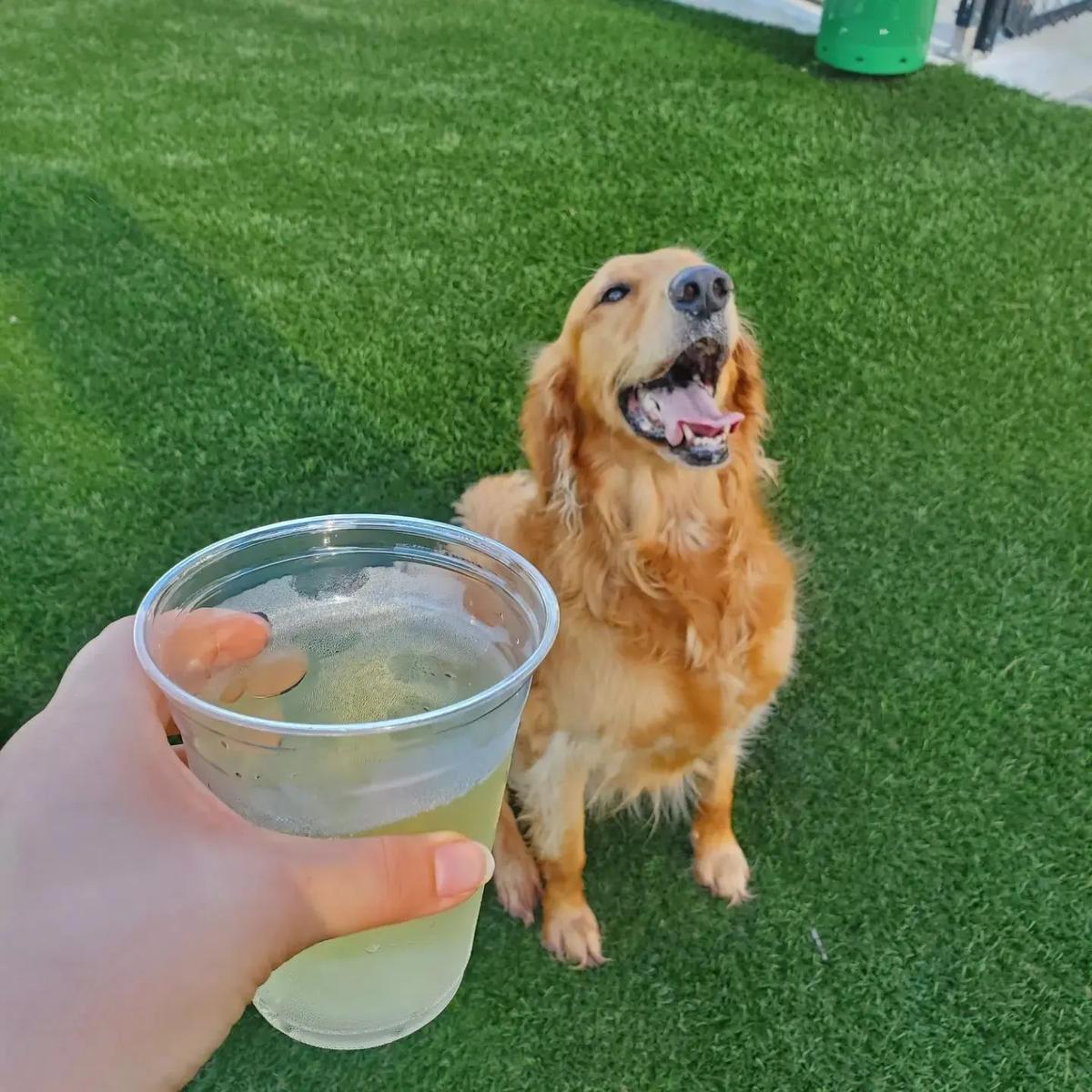 Dogs & Drinks