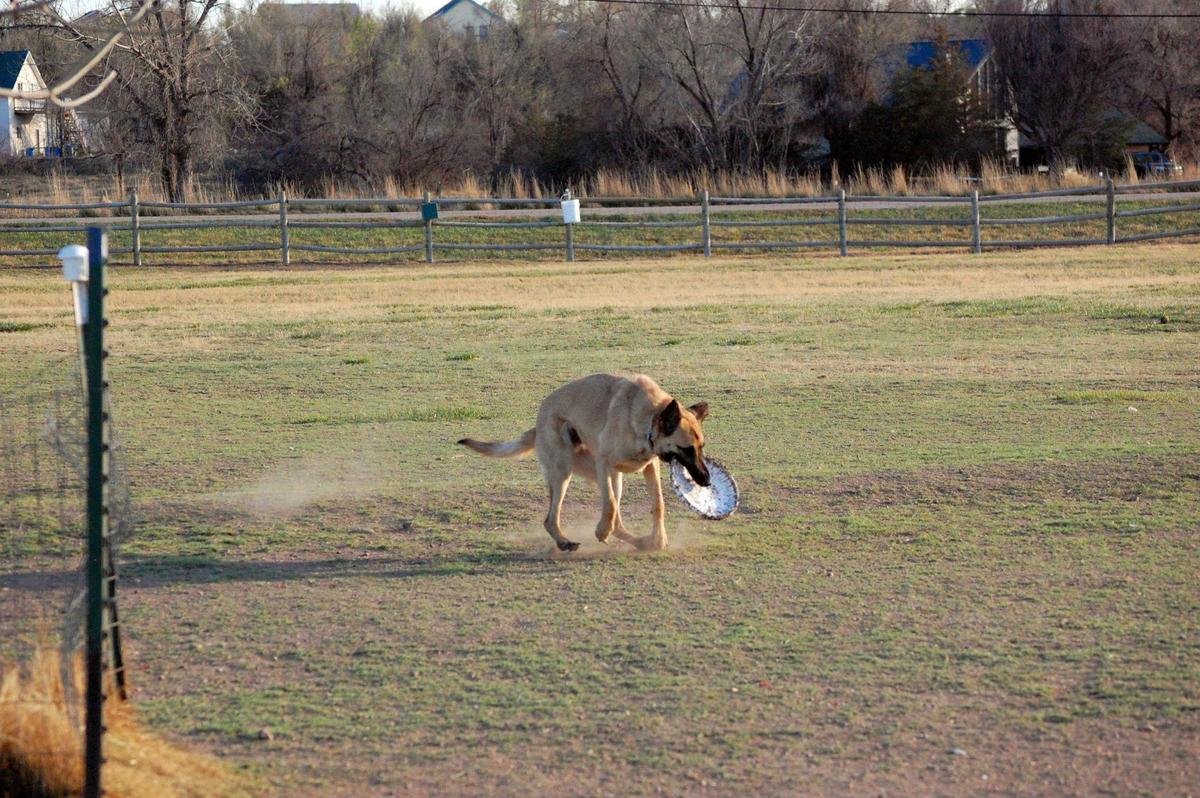 Rover's Run Dog Park