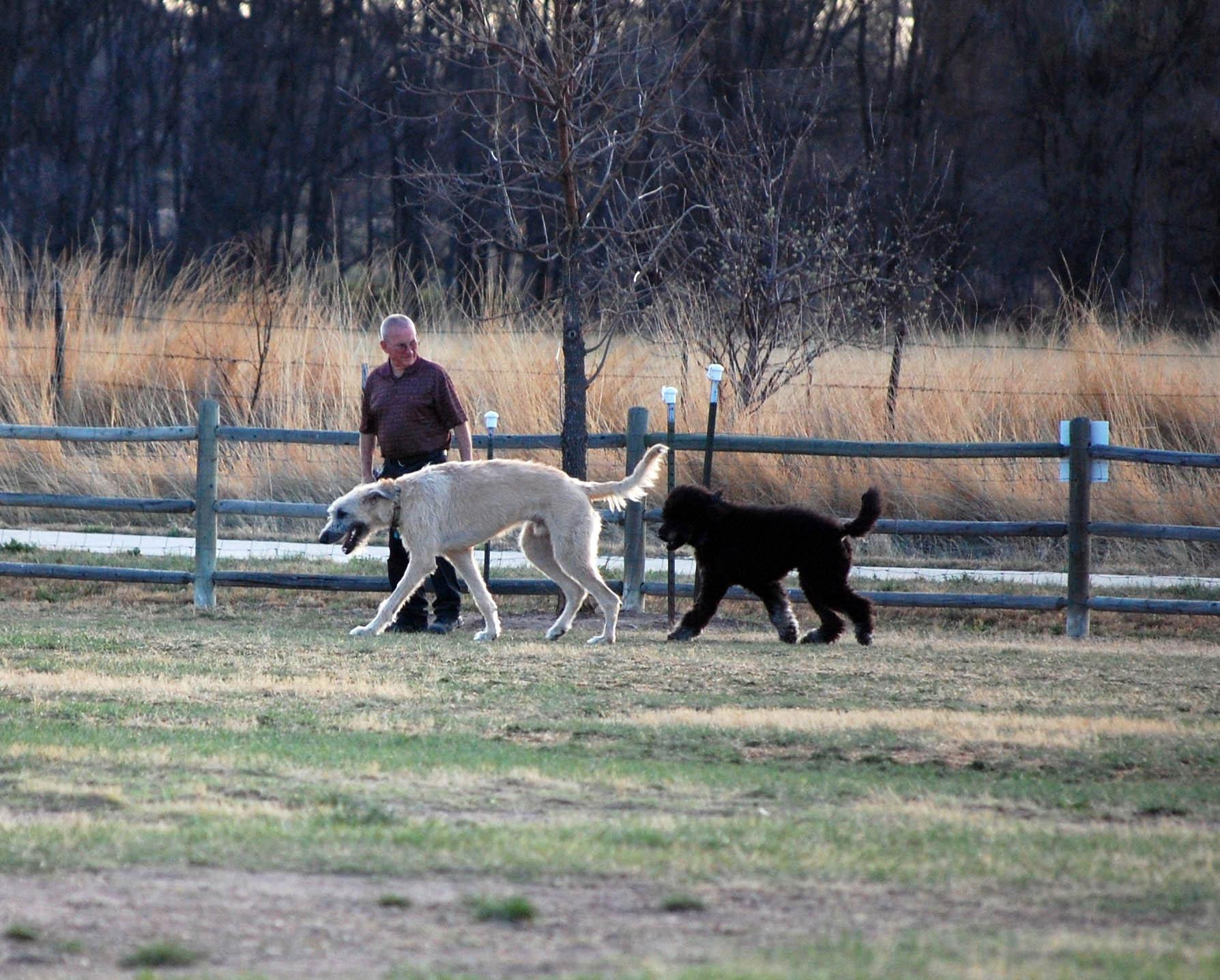 Pet Friendly Rover Run Dog Park